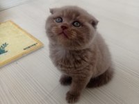 Mükemmel lilac scottish fold yavrumuz