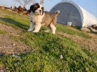 Mükemmel Kalite St Bernard Yavrular