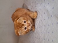 Scottish Fold Gold yavrumuz