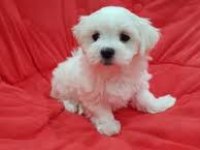 Maltese Terrier Xs Karbeyaz Sevimli Bebeklerim