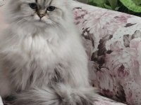 Kedimiz prenses için harika yuva arıyoruz