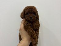 KORE KAN POODLE DİŞİ YAVRU IRK VE SAĞLIK GARANTİLİ AŞILI