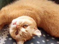 4 Yaşında British Shorthair Dişi Kısır Kediler