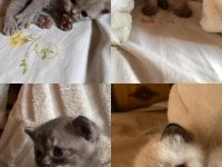 Dişi erkek yavru kediler toplu alımda uyguna bırakacağım