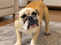 GÖRÜNÜŞÜYLE HAYRAN BIRAKAN İNGİLİZ BULLDOG