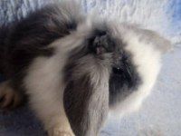 Teddy lop tavşanı yavrular sütten kesilmiş durumda