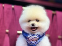 Fendi erkek 3 aylık tuvalet eğitimli pomeranian