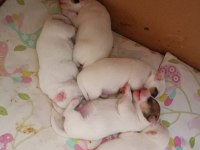 Saf kan terrier jack russell