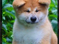 Şecereli anne babadan akita inu yavrular
