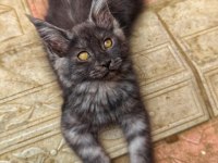 Mainecoon