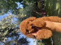 Uygun Toy Poodle