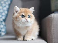 Bal Rengi Golden British Shorthair 