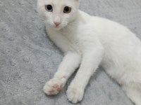 Ankara kedimi güvenilir birine