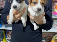 Maskeli Jack Russell Bebekler