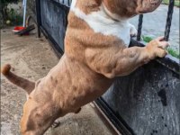 Erkek köpeğimiz pixell