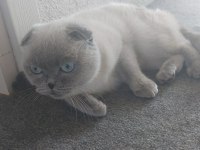 Scottish fold kedimiz hera