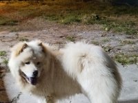 11 aylık erkek chow chow