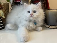 Erkek British Longhair Beyaz