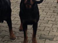 Dişi Safkan Rottweiler 1.5 Aylık