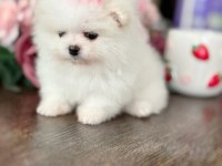 MİNİ BOY PRENSES POMERANİAN BOO