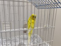 Sarı Bilezikli Hollanda Jumbo Erkek Kafesle Muhabbet Kuşu