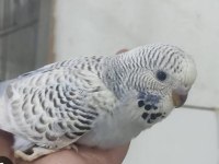 Jumbo muhabbet kuşu yavrular