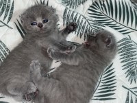 Mini Minicik Kulaklar Kocaman Sevgiler Scottish Fold Yavru