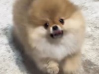 POMERANİAN BOO ERKEK YAVRULAR