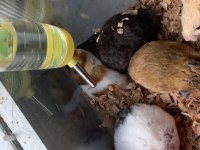 Tatlı minik hamsterlar