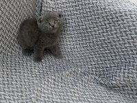 Orjinal Scottish Fold Yavrusu