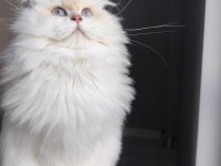 British Longhair 2 Yaşında