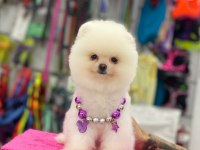Pomeranian bebekleri