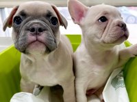 FLUFFY ve ISABELLA TAŞIYICI AŞILI EXOTİC FRENCH MİNİKLER