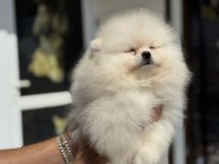 Show Kalite teddy face pomeranian boo yavrular