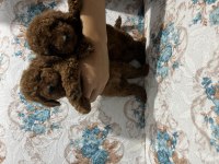 Toy Poodle bebekler