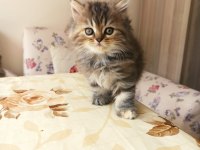 SAFKAN CHİNCHİLLA KEDİLER