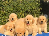 Golden Retriever Yavrularımız