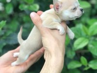 MİKRO TEACUP CHİHUAHUA BEBEĞİM