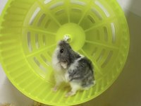 Veteriner Kontrolü Hamster Yavruları