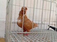 Sahiplendirme güvercinlerim