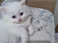 Kedi dişi iki aylık