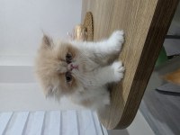 Exotic Shorthair 1,5 Aylık
