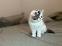 Van desen exotic shorthair yavrular