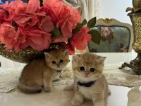 Ny 12 golden cinsi scottish fold yavrularımız
