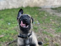 İki aylık belçika malinois erkek
