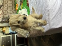 Dişi maltipoo