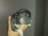 Egzotik dişi ve erkek french bulldog yavrularımız mevcut