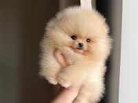 Sevimli Pomeranian Yavrularımız Yeni Ailelerini Arıyor