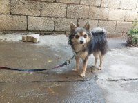 Shiba ba cinsi bakımları yapılmış 10 aylık erkek yavru