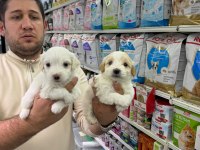 Orjinal Maltipoo Bebekler Aşılı Belgeli